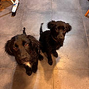 Roki a rejoint le concours — aidez-le/la à gagner de superbes lots ! puppy, dog, black_dog, wet_fur, floor, tile_floor, broom, indoor, pet, looking_up, young_dog, curious, brown_eyes, two_puppies, animal, domestic_animal, cute, companion, playful, household