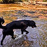 Roki participe au concours pour gagner de l'argent avec cette photo : dog, black_dog, water, splashing, creek, river, nature, outdoor, trees, sunlight, rocks, wet, animal, forest, playful, canine, daylight, walking, water_surface, reflection