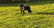 Roki a rejoint le concours — aidez-le/la à gagner de superbes lots ! dog, black_dog, grass, field, toy, plush_toy, sunlight, outdoor, tree, house, rural, logs, nature, pet, animal, greenery, daylight, playful, canine, backyard
