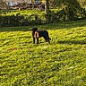 dog, black_dog, grass, field, toy, plush_toy, sunlight, outdoor, tree, house, rural, logs, nature, pet, animal, greenery, daylight, playful, canine, backyard