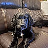 puppy, dog, black_dog, leather_couch, living_room, pet, animal, indoor, resting, fur, cute, young_dog, brown_couch, relaxed, home, cozy, companion, two_dogs, close_up, portrait