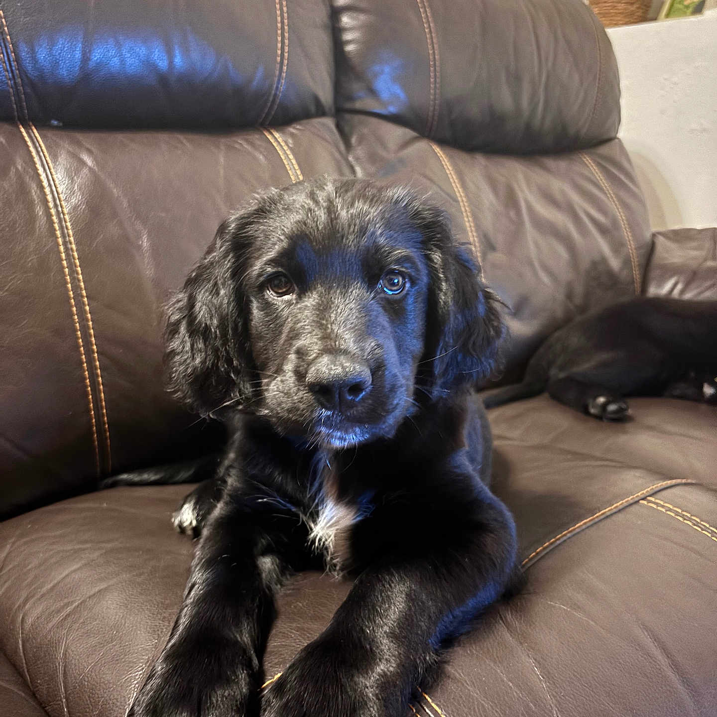 Roki a rejoint le concours — aidez-le/la à gagner de superbes lots ! puppy, dog, black_dog, leather_couch, living_room, pet, animal, indoor, resting, fur, cute, young_dog, brown_couch, relaxed, home, cozy, companion, two_dogs, close_up, portrait
