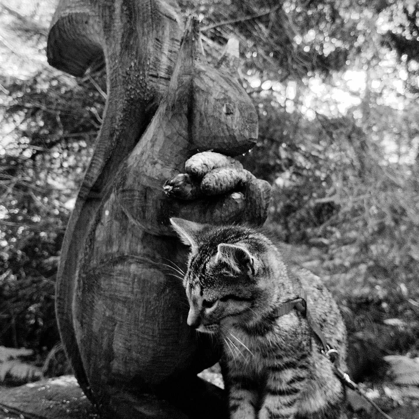 Loki participe au concours pour gagner de l'argent avec cette photo : cat, tabby_cat, wooden_sculpture, squirrel_sculpture, pine_cones, outdoor, forest, nature, animal, black_and_white, leash, curious, wood, carving, mammal, pet, wildlife_art, tree, texture, close_up