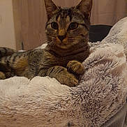 Loki a rejoint le concours — aidez-le/la à gagner de superbes lots ! cat, tabby_cat, pet, animal, feline, indoor, bed, plush, cozy, fur, whiskers, ears, paws, relaxed, curious, looking, mammal, domestic_animal, resting, cute