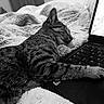 Loki participe au concours pour gagner de l'argent avec cette photo : cat, tabby, sleeping, paw, laptop, keyboard, blanket, furry, indoor, cozy, resting, black_and_white, fur, pet, home, relaxed, close_up, soft, technology, nap