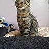 Loki a rejoint le concours — aidez-le/la à gagner de superbes lots ! cat, tabby, pet, indoor, bed, plush_toys, pink_wall, feline, closed_eyes, sitting, cozy, fur, whiskers, striped, domestic_animal, cute, resting, soft, calm, animal