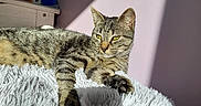 Loki participe au concours pour gagner de l'argent avec cette photo : cat, tabby, sunlight, shadow, blanket, indoor, cozy, relaxed, fur, pet, resting, purple_wall, bedroom, furniture, soft_texture, animal, domestic, whiskers, paw, sleepy