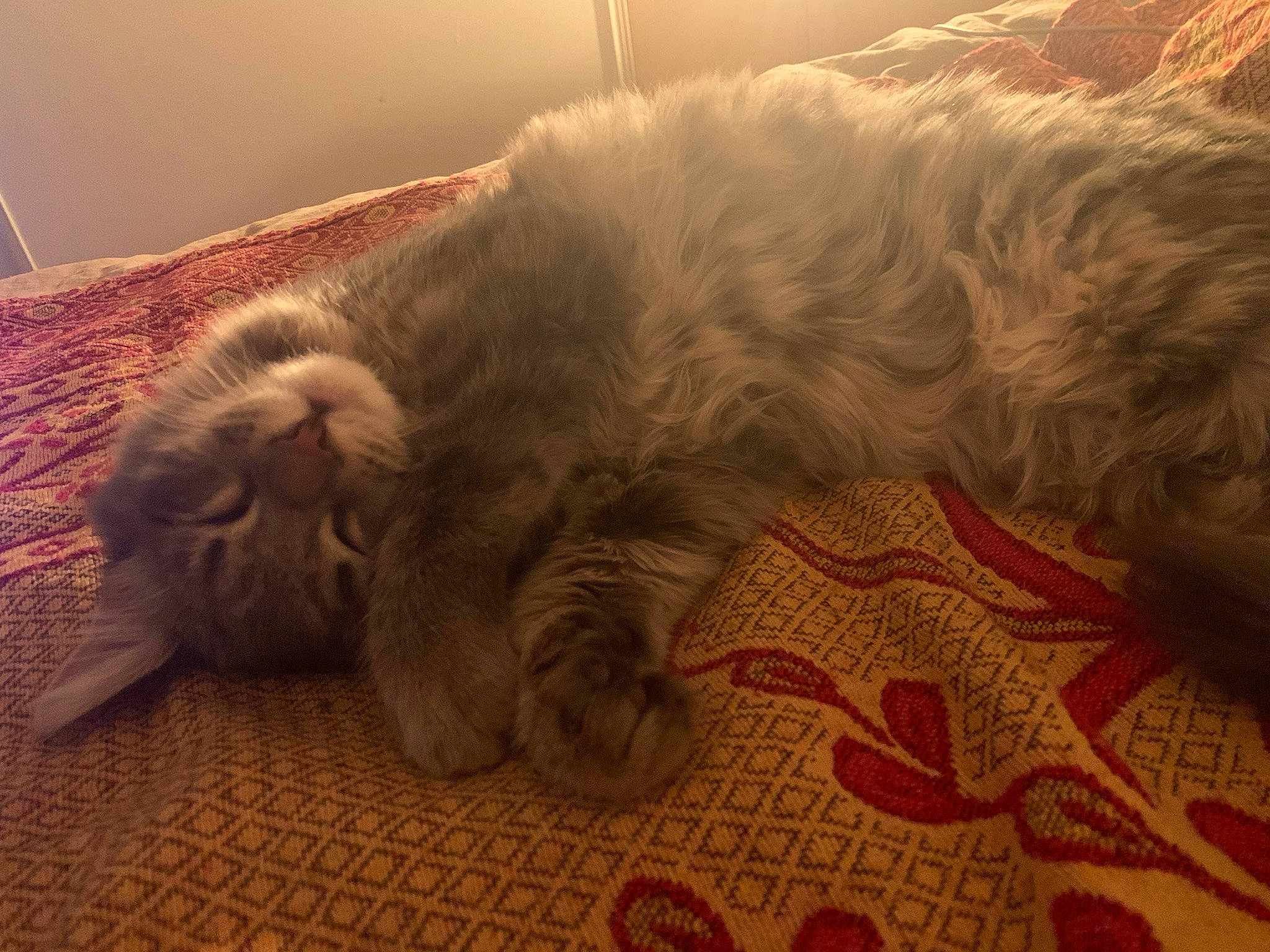 Naruto participe au concours pour gagner de l'argent avec cette photo : carnivore, cat, claw, cloud, comfort, domestic_short_haired_cat, fawn, felidae, flooring, fur, hardwood, human_leg, nap, paw, sleep, small_to_medium_sized_cats, tail, whiskers, wood