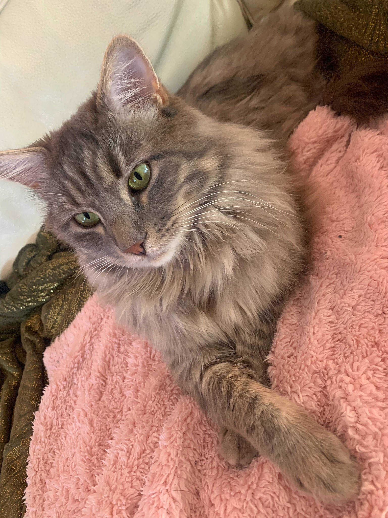 Naruto participe au concours pour gagner de l'argent avec cette photo : carnivore, cat, claw, domestic_short_haired_cat, felidae, fur, paw, small_to_medium_sized_cats, snout, tail, terrestrial_animal, whiskers