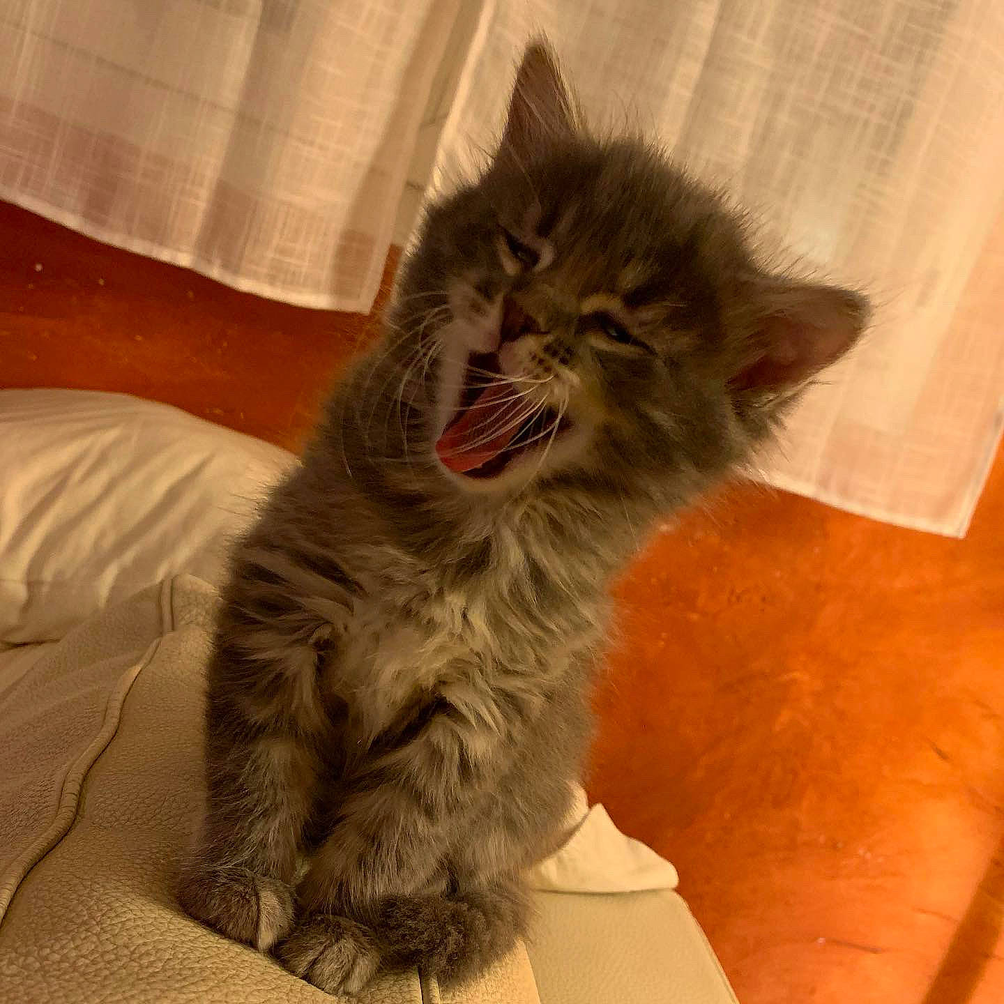 Naruto participe au concours pour gagner de l'argent avec cette photo : carnivore, cat, claw, comfort, domestic_short_haired_cat, fang, felidae, fur, gesture, jaw, paw, shout, small_to_medium_sized_cats, smile, snout, tail, terrestrial_animal, whiskers, window, yawn