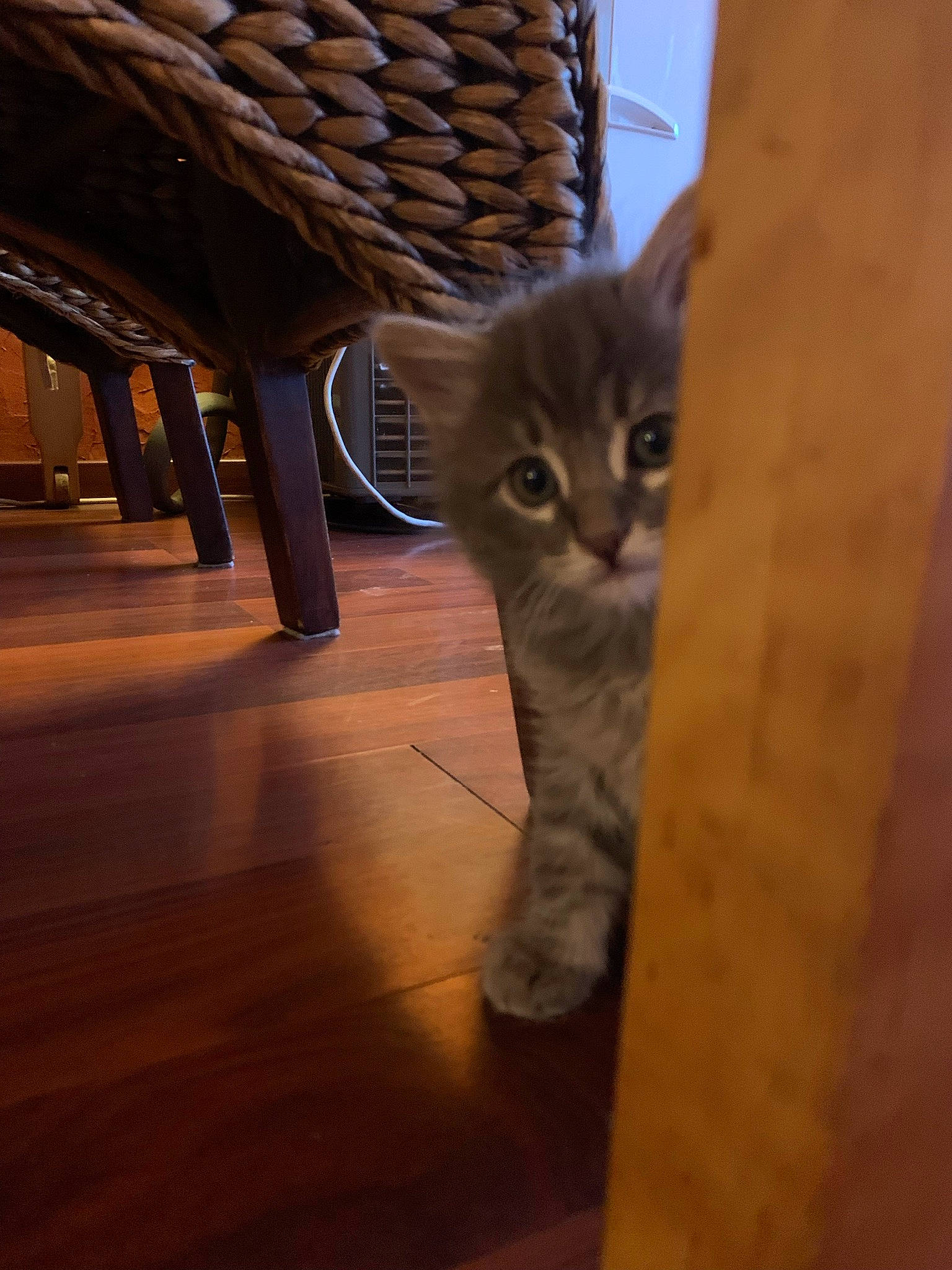 Naruto participe au concours pour gagner de l'argent avec cette photo : carnivore, cat, domestic_short_haired_cat, door, eye, fawn, felidae, floor, flooring, fur, hardwood, human_leg, laminate_flooring, leg, small_to_medium_sized_cats, tail, whiskers, wood, wood_flooring, wood_stain