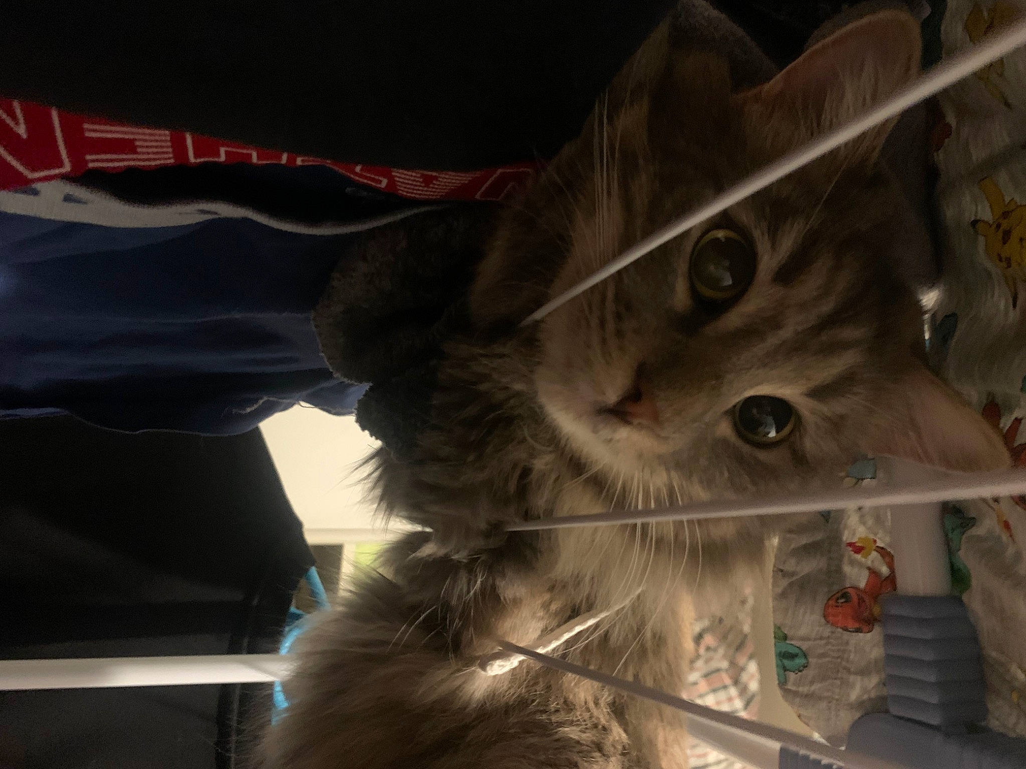 Naruto a rejoint le concours — aidez-le/la à gagner de superbes lots ! black_cat, box, carnivore, cat, domestic_short_haired_cat, electric_blue, felidae, fur, paw, russian_blue, small_to_medium_sized_cats, snout, tail, whiskers