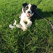 Akira a rejoint le concours — aidez-le/la à gagner de superbes lots ! animal, black_and_white, blue_sky, canine, chewing, daylight, dog, fence, field, fur, grass, happy, leash, nature, outdoor, pet, playful, puppy, sunny, young_dog
