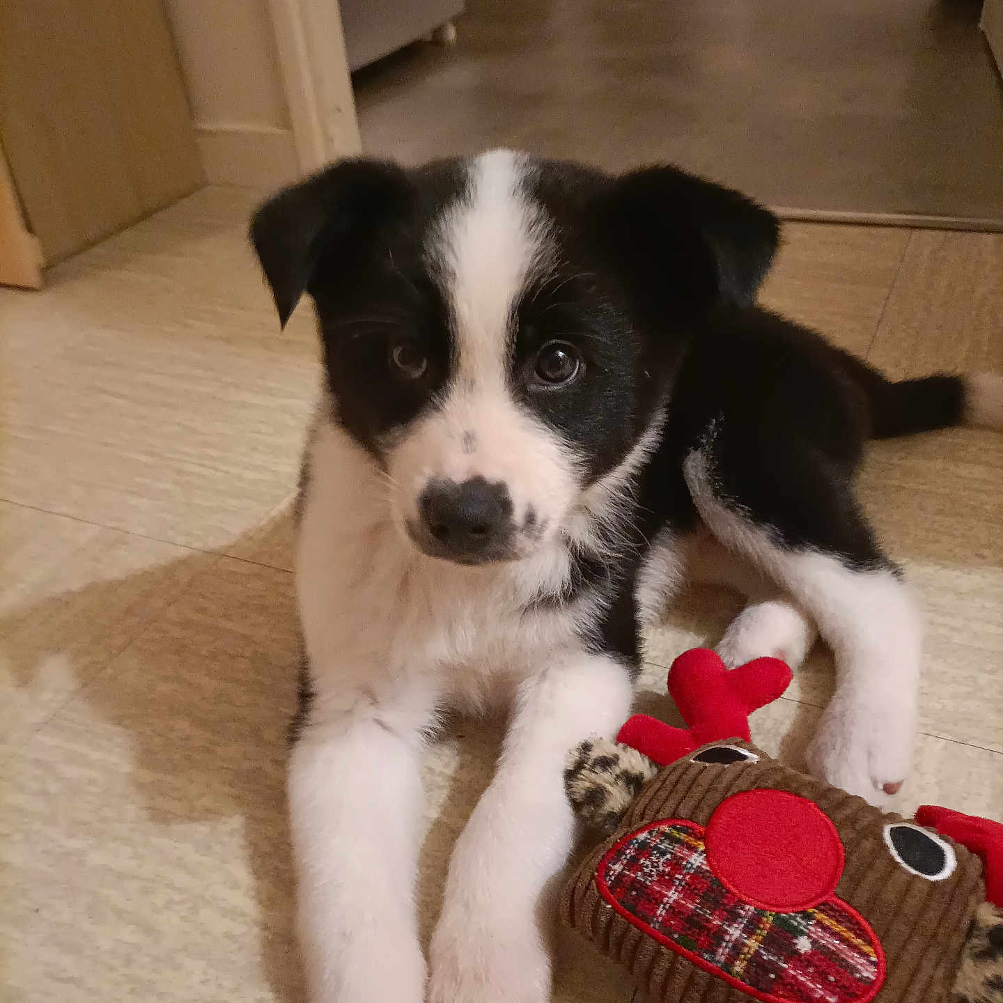 Akira participe au concours pour gagner de l'argent avec cette photo : adorable, animal, black_and_white, close_up, companion, curious, cute, dog, domestic, ears, floor, fur, indoor, lying_down, pet, playful, puppy, reindeer_toy, toy, young