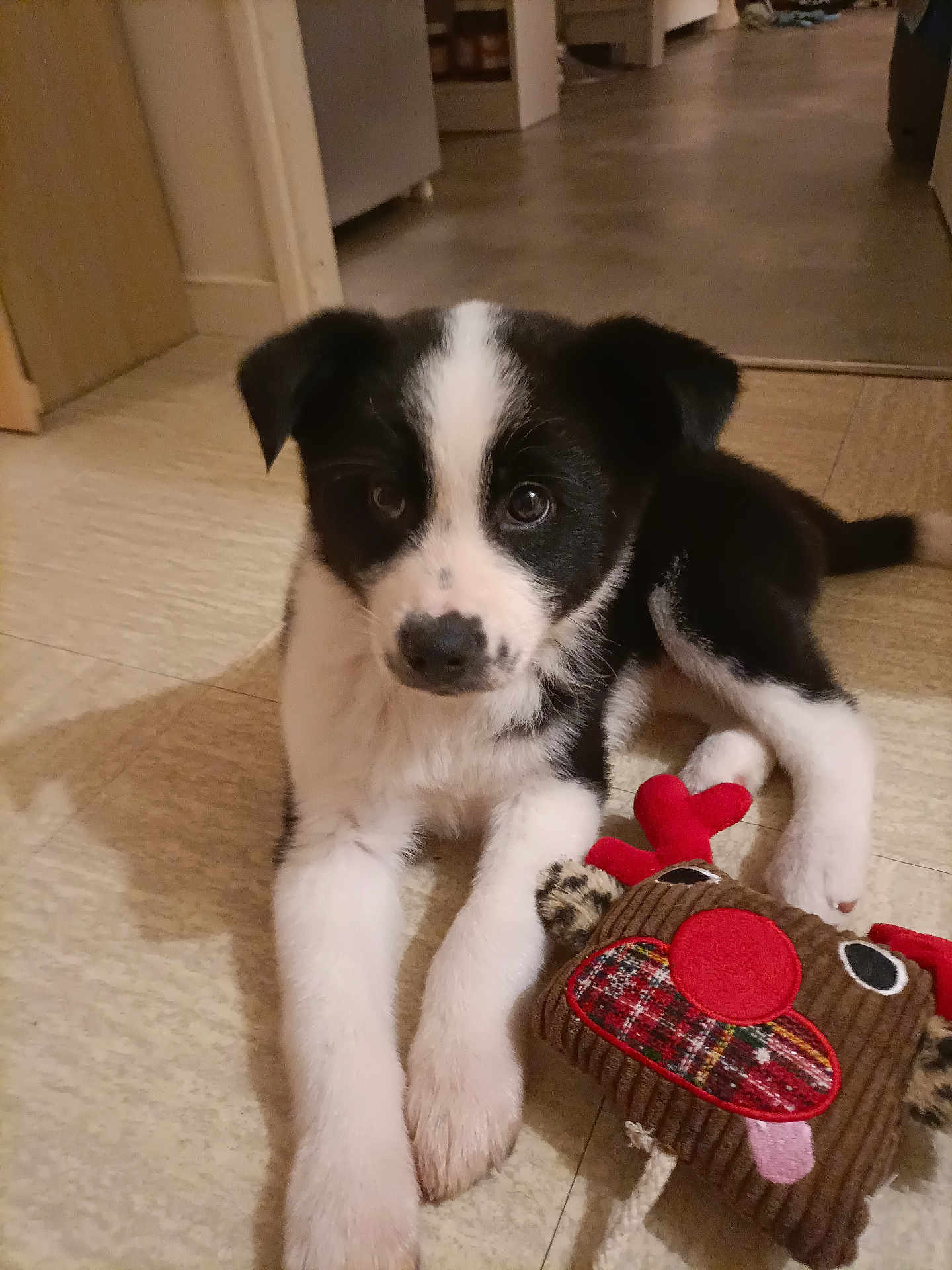 Akira participe au concours pour gagner de l'argent avec cette photo : puppy, dog, black_and_white, toy, reindeer_toy, indoor, floor, curious, pet, animal, cute, playful, lying_down, young, companion, domestic, adorable, close_up, fur, ears