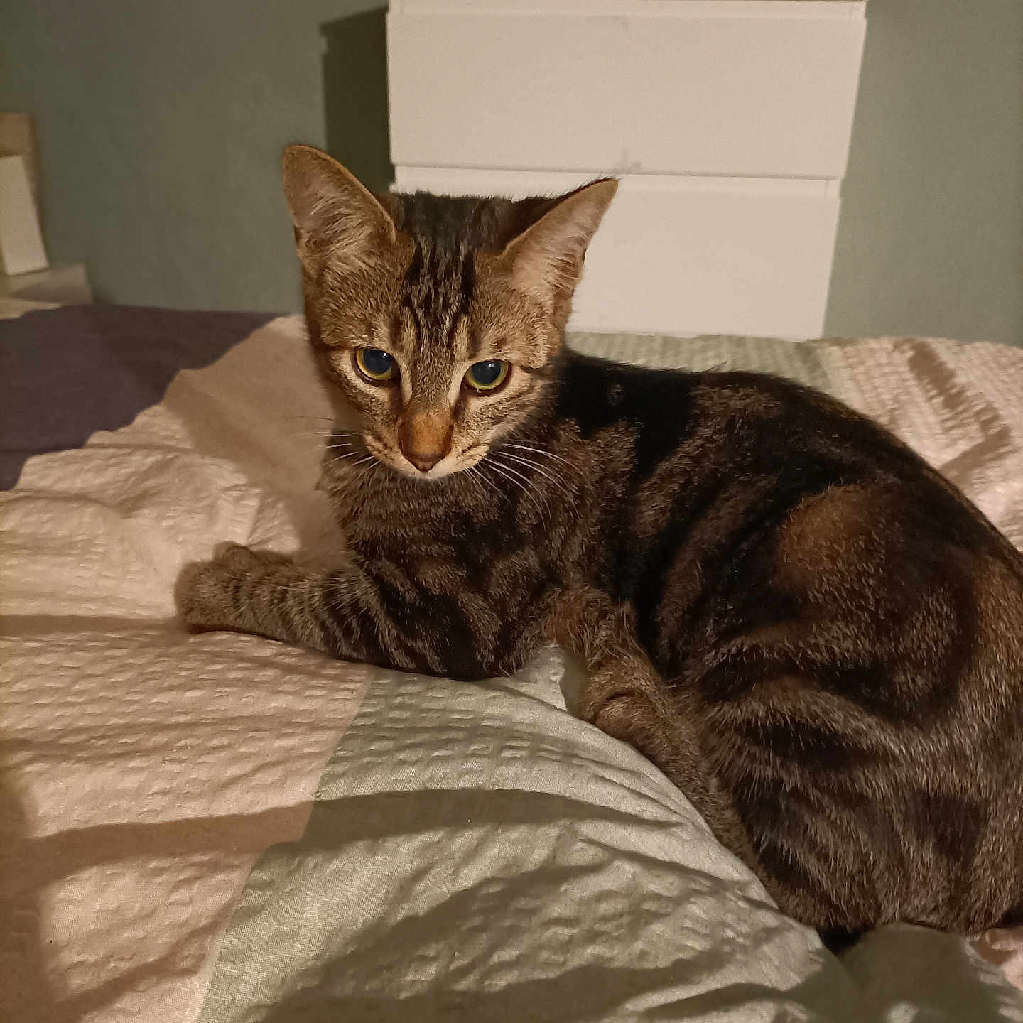 Lilie a rejoint le concours — aidez-le/la à gagner de superbes lots ! abyssinian, animal, bed, cat, computer, computerhardware, couch, electronics, furniture, hardware, hardwood, kitten, laptop, manx, monitor, pc, pet, screen, tv, wood