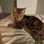 Lilie participe au concours pour gagner de l'argent avec cette photo : animal, bed, cabinet, cat, cozy, curious, dorm_room, ears, eyes, fur, furniture, home, indoor, pet, quilt, resting, sleepy, striped, tabby, television