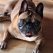 Piwi a rejoint le concours — aidez-le/la à gagner de superbes lots ! animal, black, brown, companion, cute, dog, domestic, ears, face, floor, french_bulldog, fur, indoor, laying_down, looking_up, mouth, paws, pet, teeth, wooden_floor