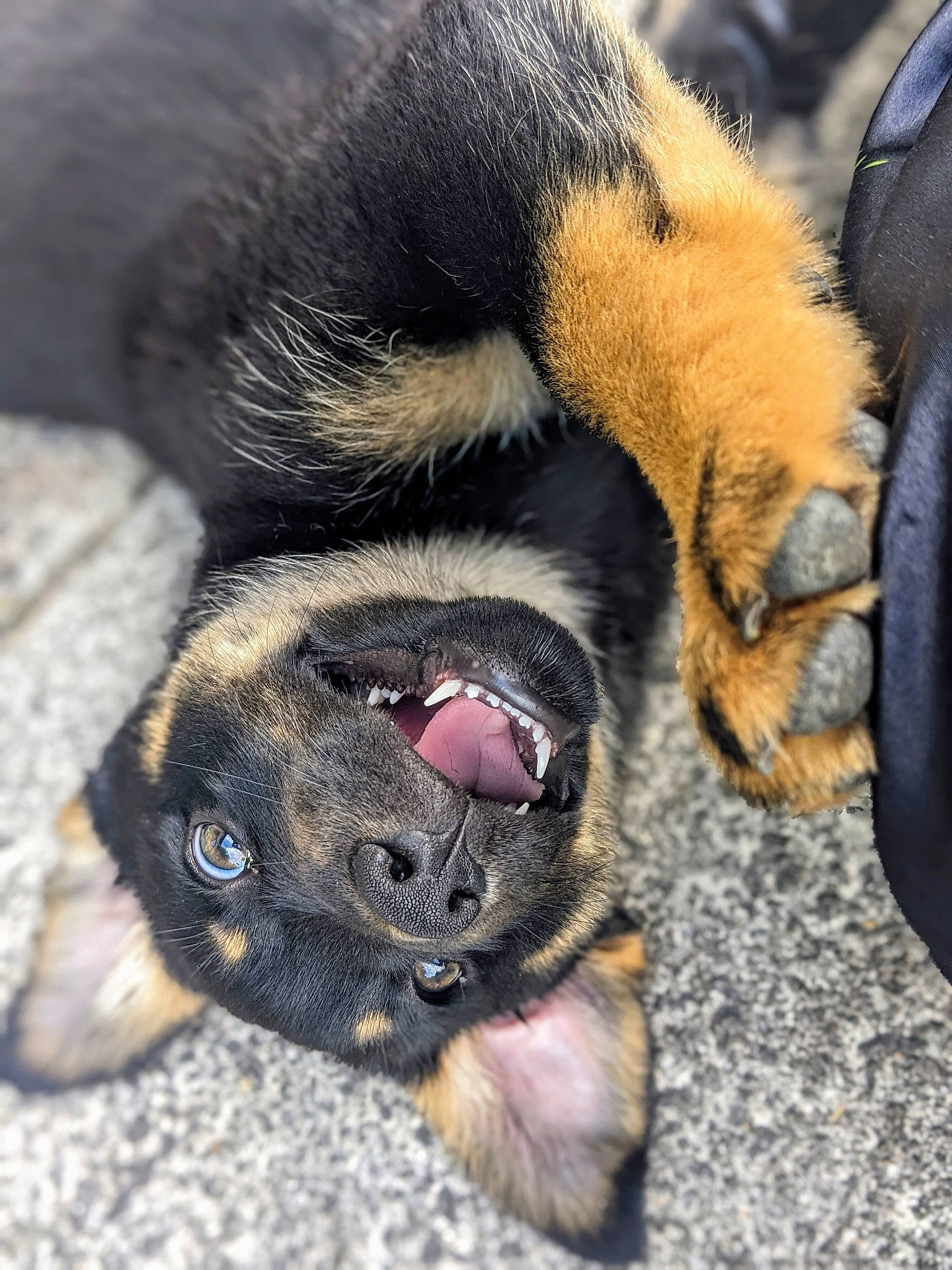 Yuki joined the competition — help win amazing prizes! canidae, carnivore, claw, companion_dog, dog, dog_breed, fawn, foot, fur, human_leg, liver, paw, snout, sporting_group, street_dog, tail, terrestrial_animal, toy_dog, whiskers, working_animal