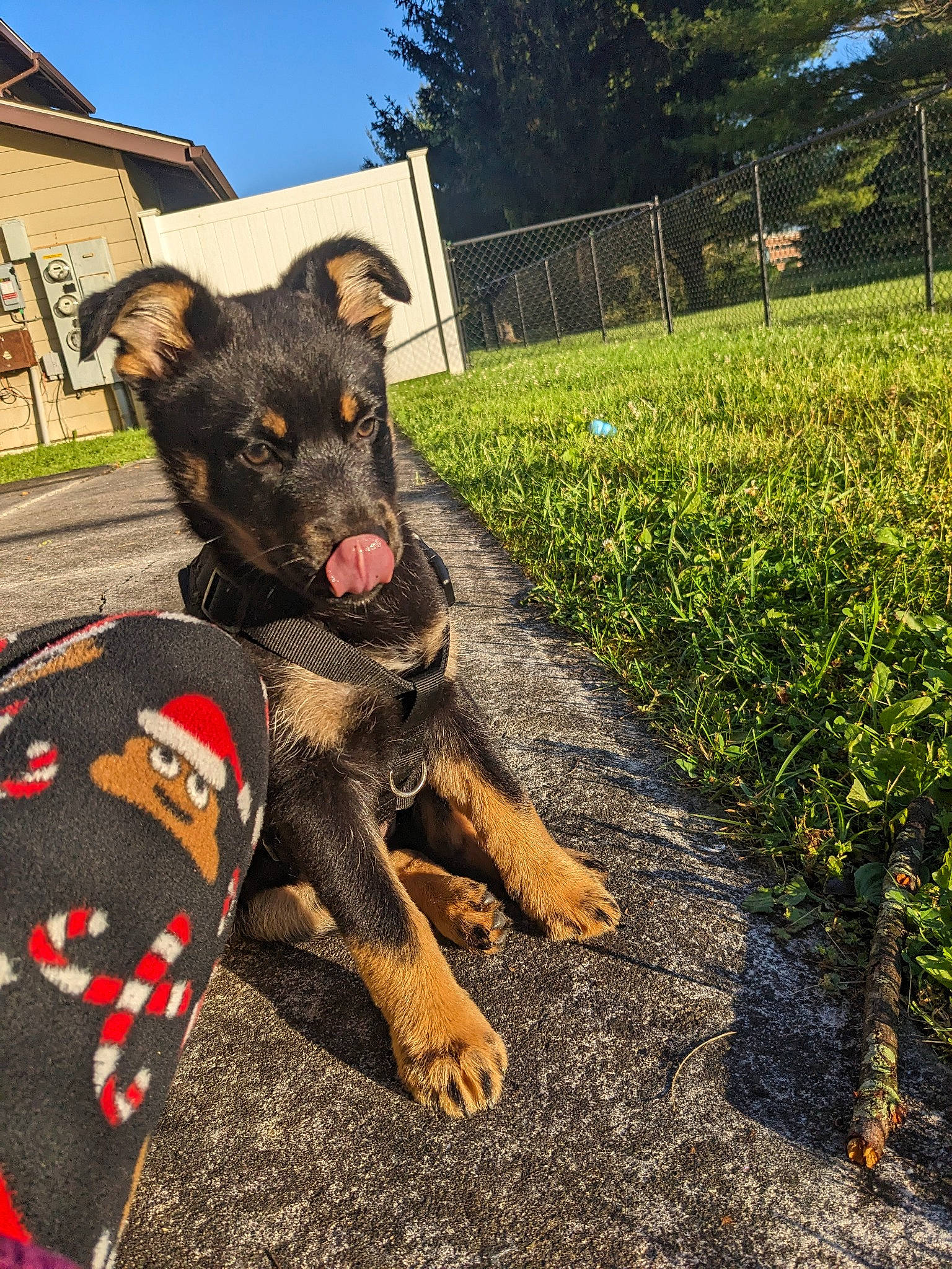 Yuki is registered to the contest to win money with this photo: building, canidae, carnivore, companion_dog, dog, dog_breed, dog_supply, fawn, grass, groundcover, landscape, plant, sky, snout, soil, sporting_group, tree, window, working_animal, working_dog
