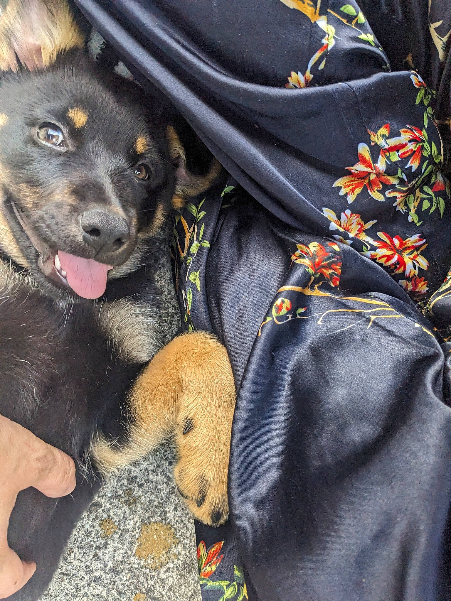 Yuki joined the competition — help win amazing prizes! canidae, carnivore, comfort, companion_dog, dog, dog_breed, fur, guard_dog, paw, snout, sporting_group, street_dog, whiskers, working_animal, working_dog