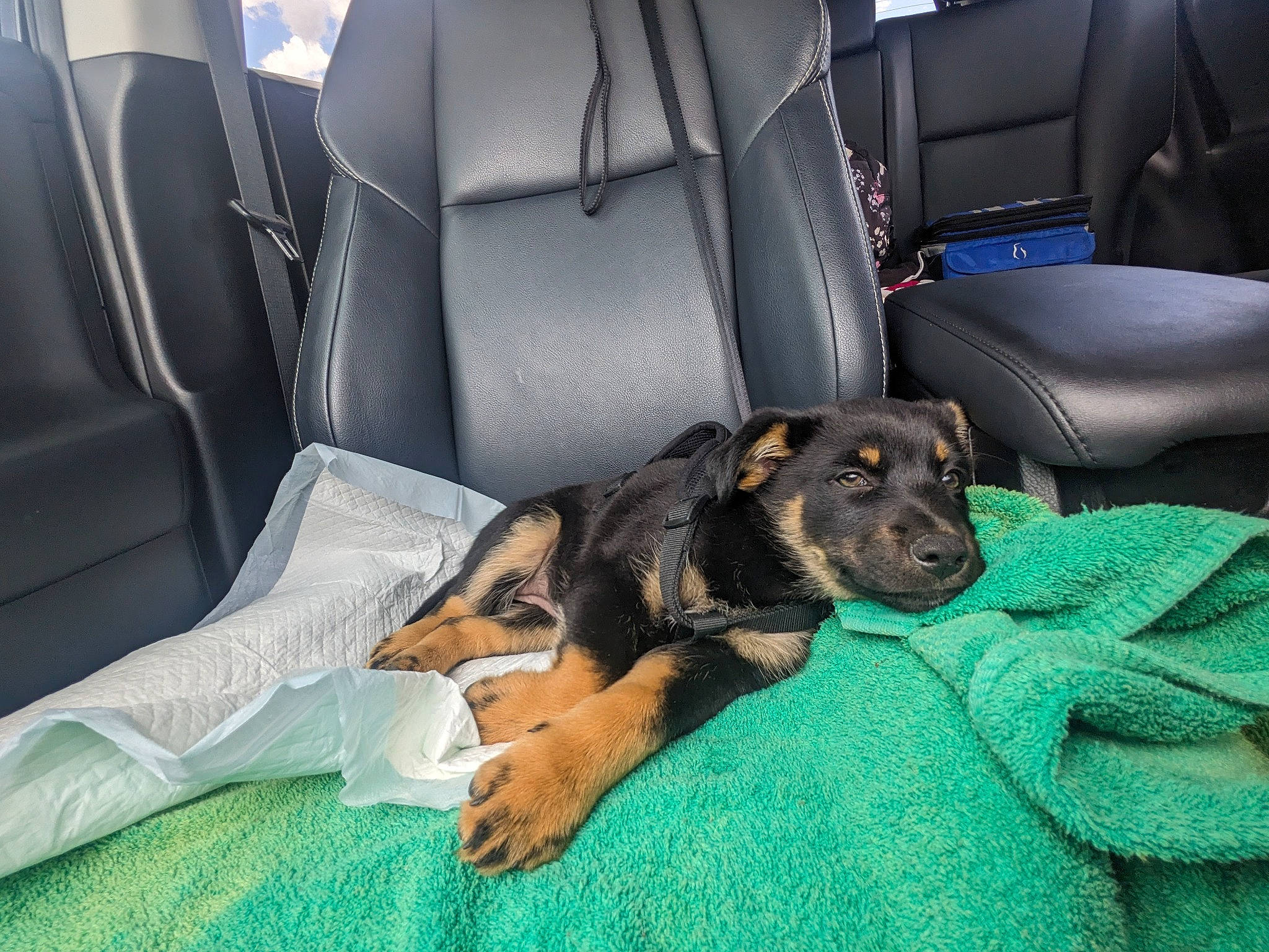 Yuki is registered to the contest to win money with this photo: armrest, auto_part, automotive_design, canidae, car, car_seat, car_seat_cover, carnivore, comfort, companion_dog, couch, dog, dog_breed, family_car, head_restraint, motor_vehicle, personal_luxury_car, sporting_group, vehicle, vehicle_door