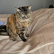 Carrie Bear joined the competition — help win amazing prizes! cat, tabby, fur, green_eyes, bed, bedspread, indoor, pet, animal, feline, sitting, calm, soft_light, texture, beige, striped, whiskers, ears, tail, resting