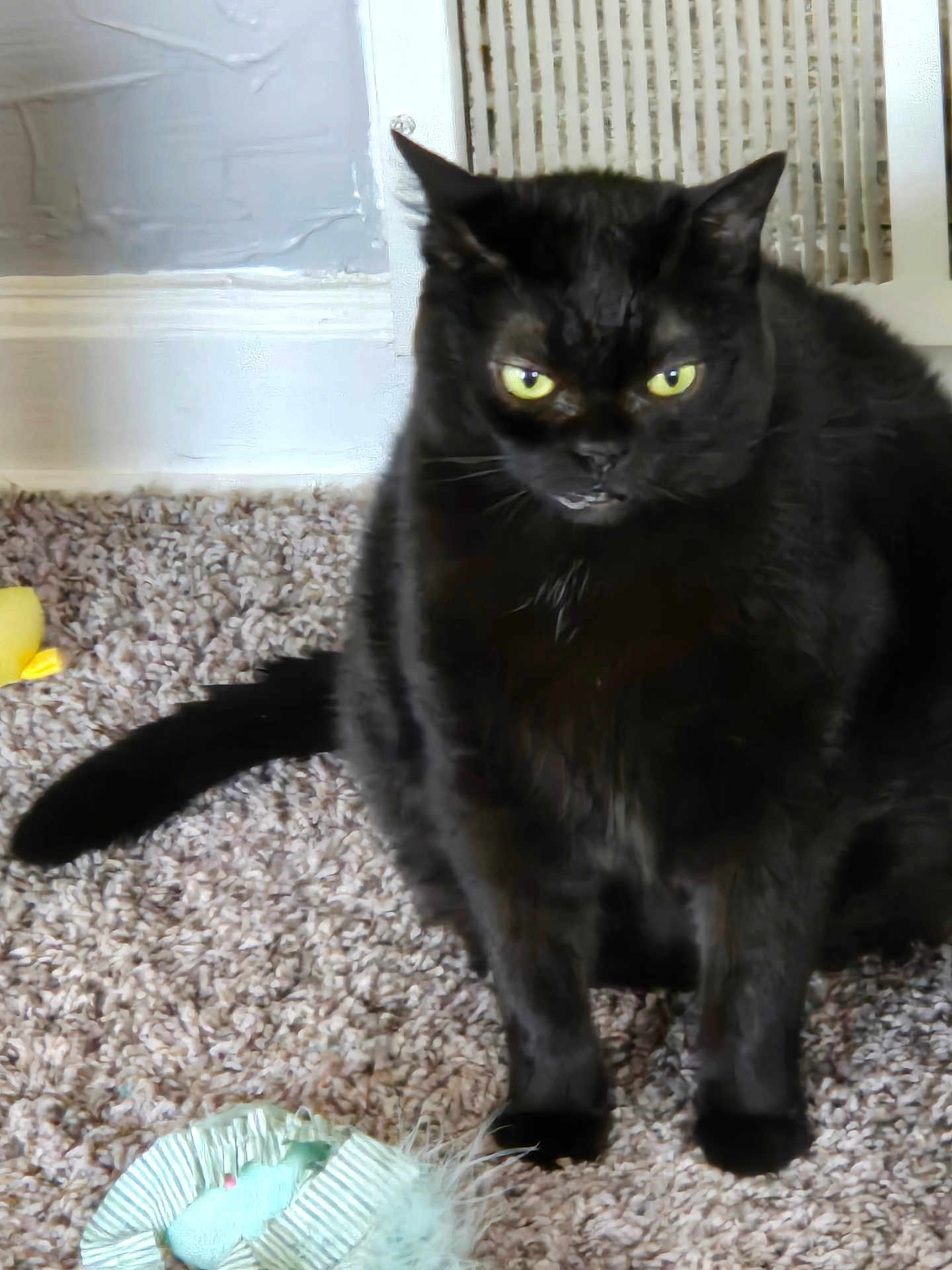 Mama Bear joined the competition — help win amazing prizes! black_cat, cat, pet, indoor, carpet, yellow_eyes, feline, animal, toy, floor, cute, fur, whiskers, sitting, domestic_cat, mammal, playful, closeup, looking, cozy