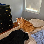 Wiley Bear joined the competition — help win amazing prizes! cat, orange_tabby, bed, blanket, clothing, dresser, window, blinds, wood_floor, indoor, furniture, pet, fur, tail, ears, whiskers, resting, domestic_animal, sleeping_area, home
