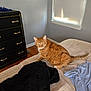 cat, orange_tabby, bed, blanket, clothing, dresser, window, blinds, wood_floor, indoor, furniture, pet, fur, tail, ears, whiskers, resting, domestic_animal, sleeping_area, home