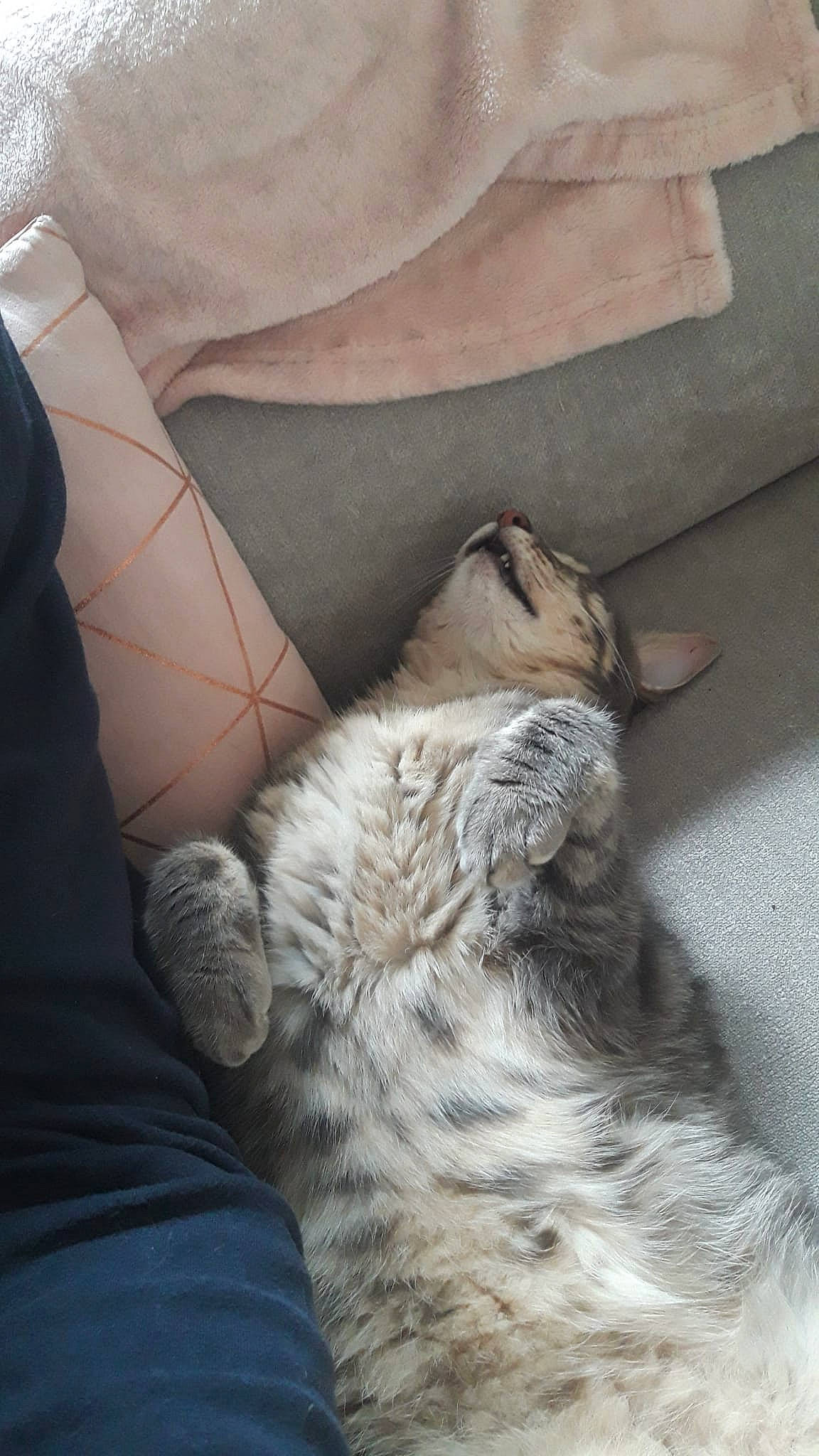 Oscar a rejoint le concours — aidez-le/la à gagner de superbes lots ! big_cats, canidae, carnivore, claw, comfort, companion_dog, dog_breed, domestic_short_haired_cat, fawn, felidae, fur, grey, nap, paw, sleeve, small_to_medium_sized_cats, sporting_group, tail, terrestrial_animal, whiskers