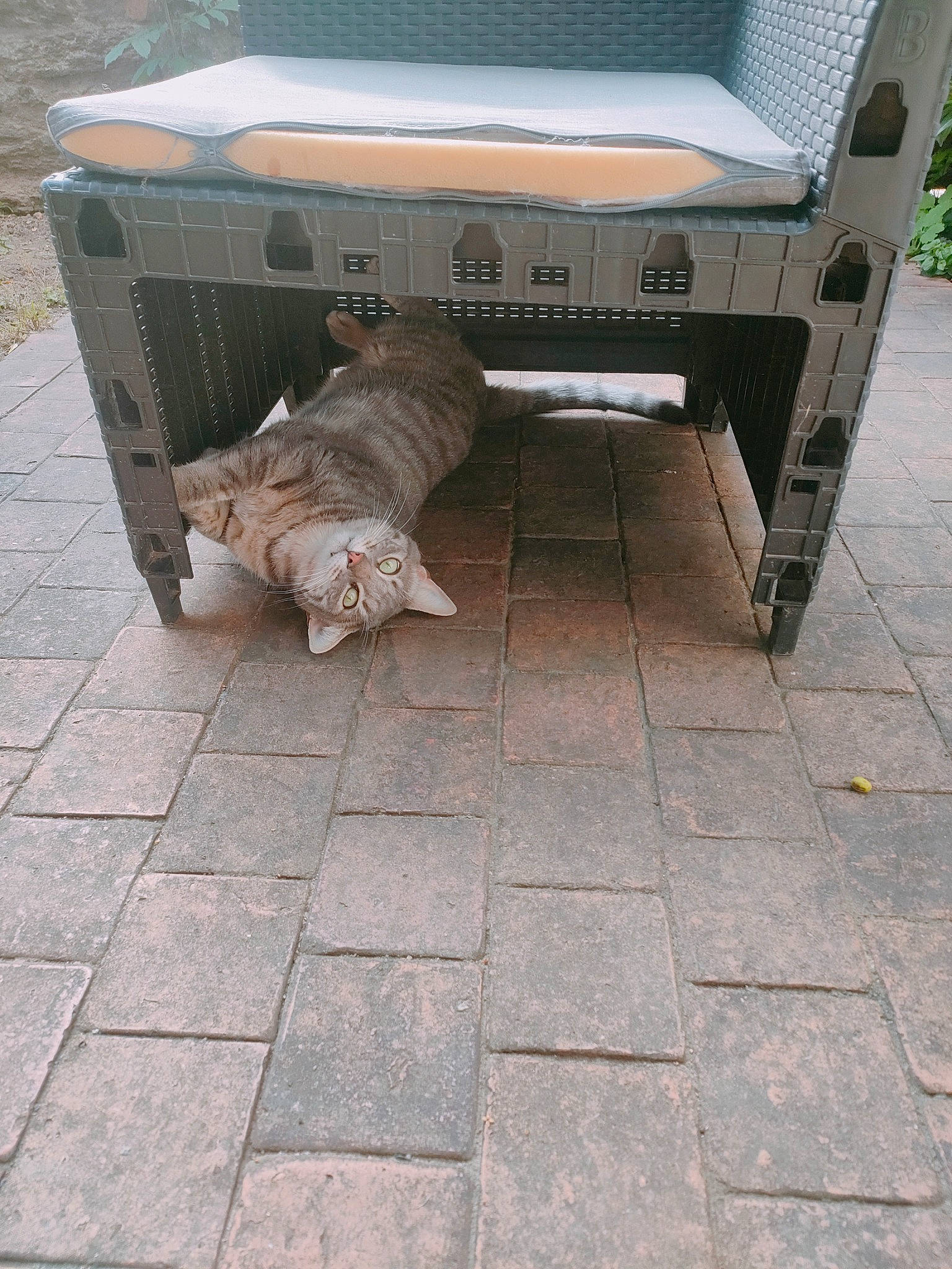 Oscar participe au concours pour gagner de l'argent avec cette photo : asphalt, auto_part, automotive_exterior, automotive_tire, bench, bumper, carnivore, chair, cobblestone, concrete, flooring, gas, grass, motor_vehicle, outdoor_furniture, road_surface, sidewalk, table, vehicle, wood