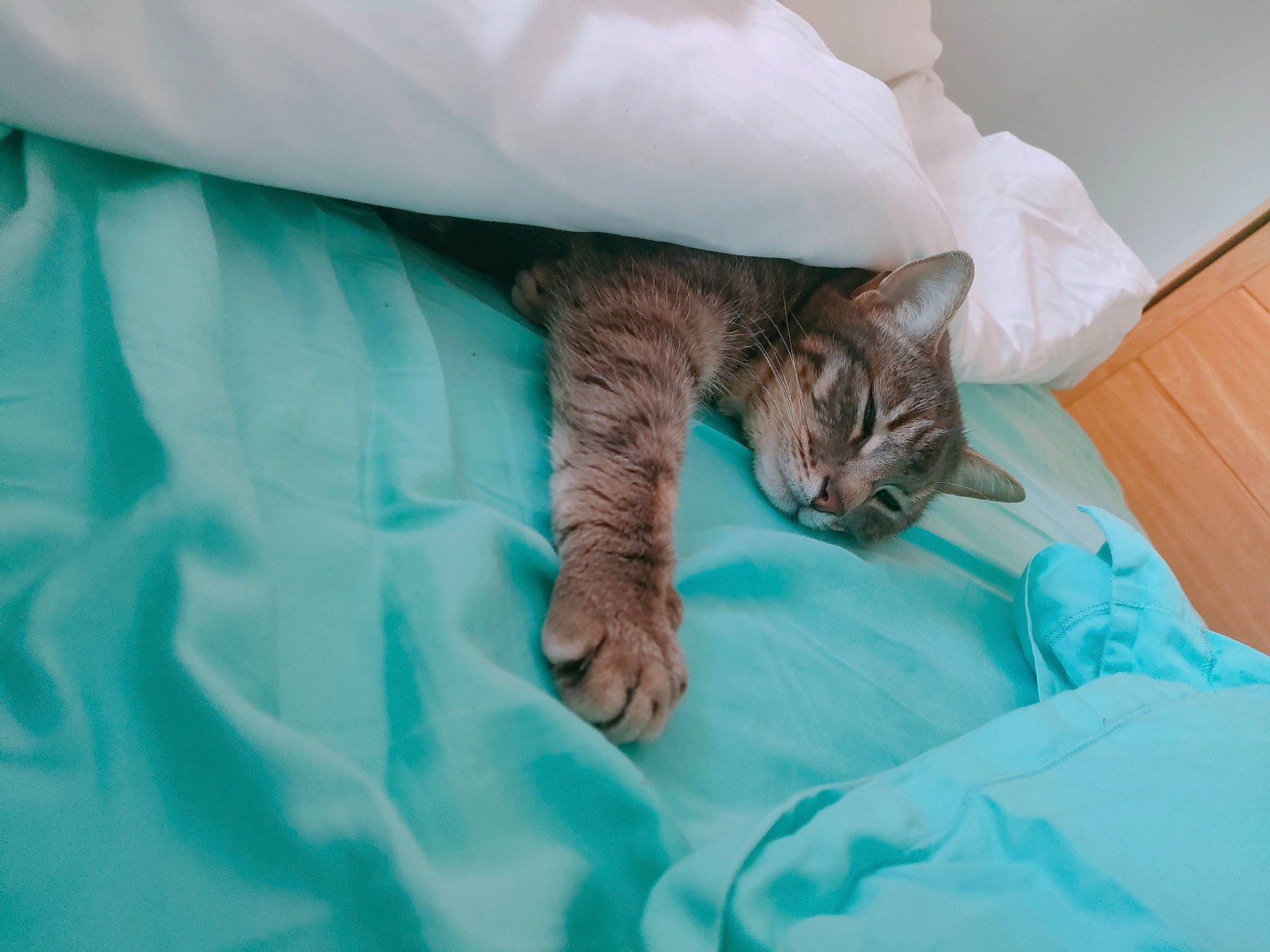 Oscar participe au concours pour gagner de l'argent avec cette photo : bed, bed_sheet, bedding, bedroom, carnivore, cat, cat_supply, comfort, domestic_short_haired_cat, duvet, electric_blue, eye, felidae, fur, grey, linens, small_to_medium_sized_cats, snout, tail, whiskers