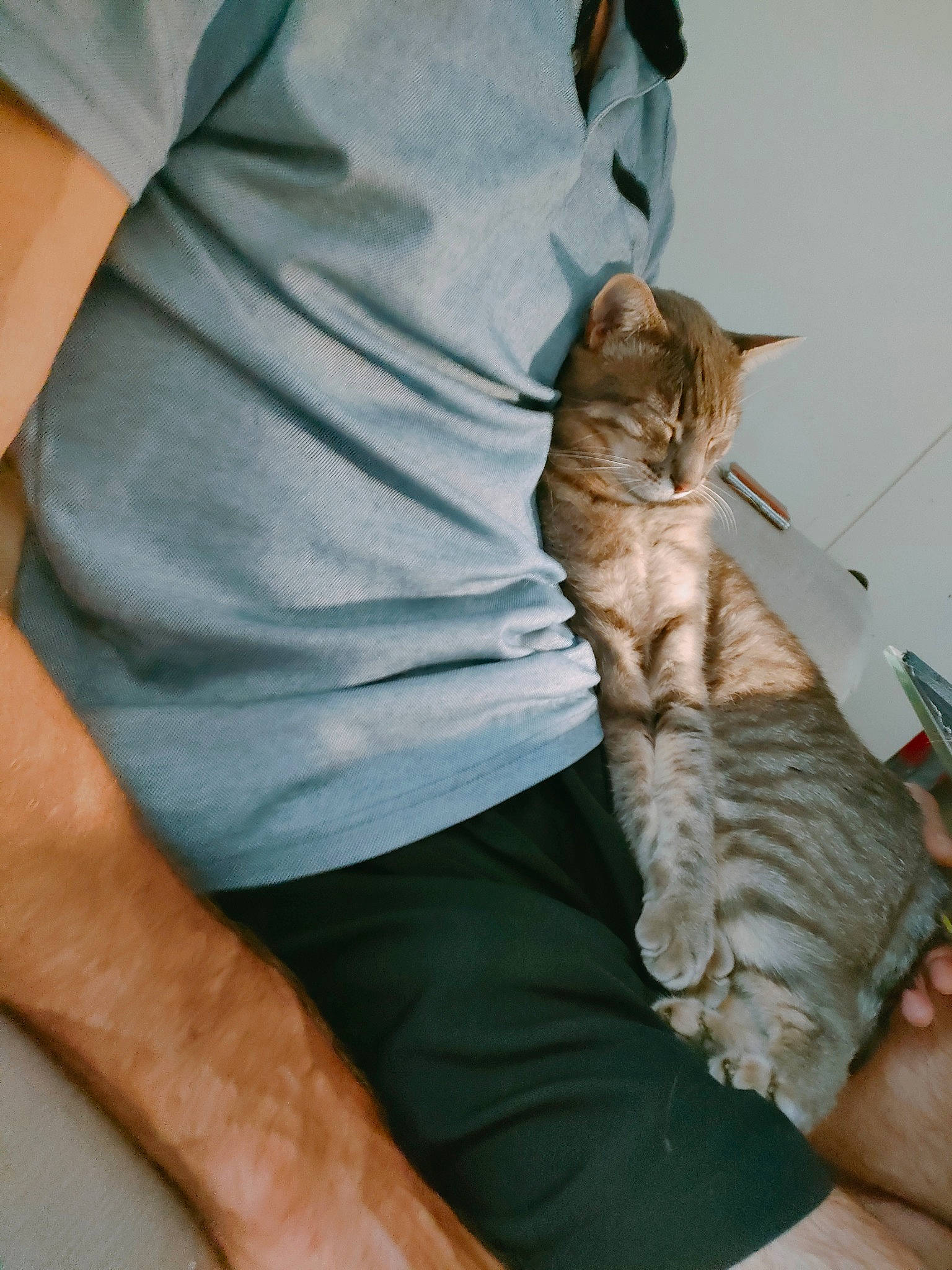 Oscar a rejoint le concours — aidez-le/la à gagner de superbes lots ! carnivore, cat, comfort, domestic_short_haired_cat, elbow, felidae, finger, fur, gesture, hand, human_leg, knee, nail, sitting, sleeve, small_to_medium_sized_cats, t_shirt, thigh, whiskers, wrist