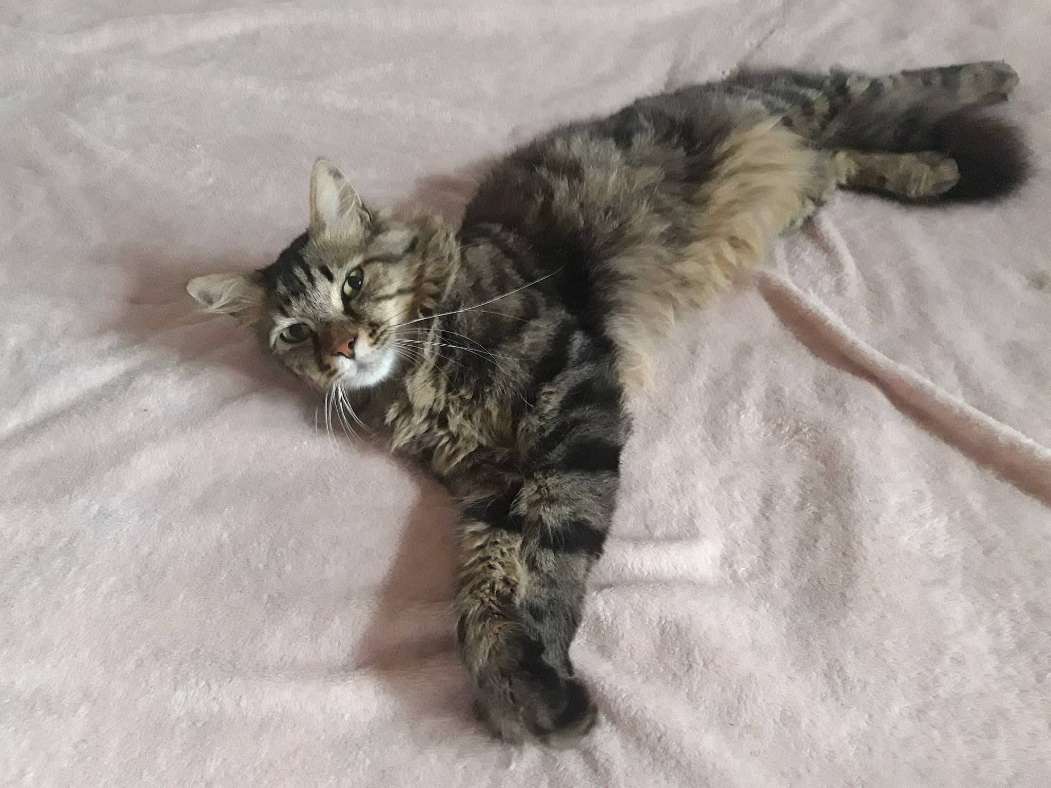 Max participe au concours pour gagner de l'argent avec cette photo : carnivore, cat, claw, comfort, domestic_short_haired_cat, felidae, fur, paw, small_to_medium_sized_cats, tail, terrestrial_animal, whiskers