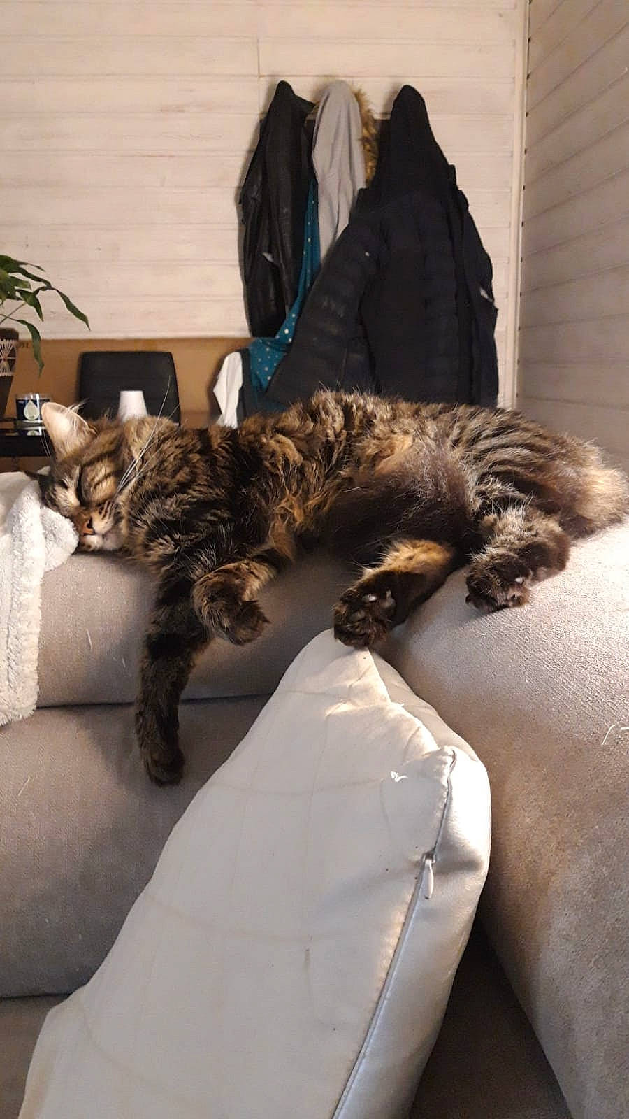 Max a rejoint le concours — aidez-le/la à gagner de superbes lots ! bed, carnivore, cat, chair, claw, comfort, couch, domestic_short_haired_cat, fawn, felidae, flowerpot, fur, houseplant, plant, small_to_medium_sized_cats, snout, tail, terrestrial_animal, tree, whiskers