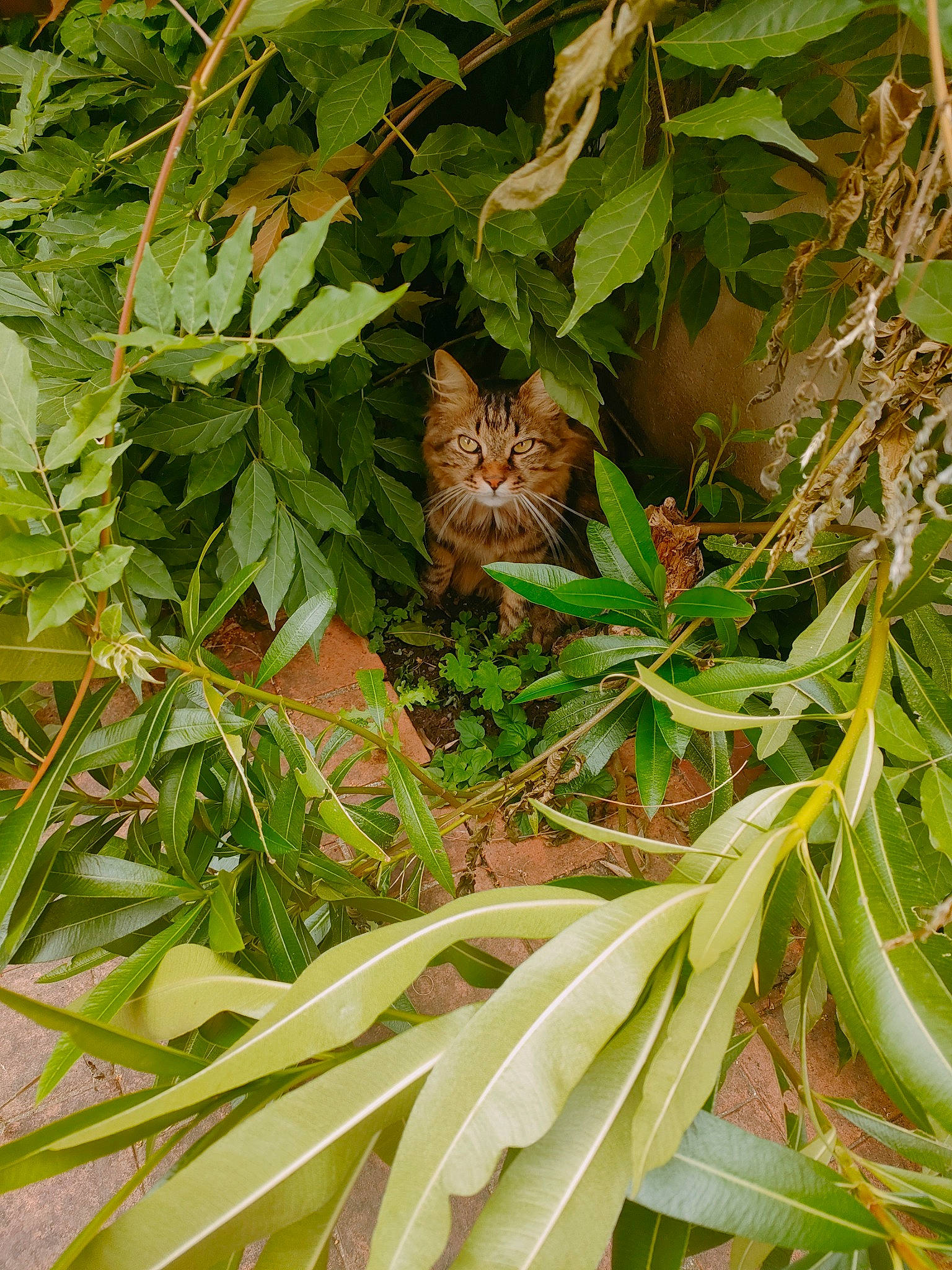 Max a rejoint le concours — aidez-le/la à gagner de superbes lots ! carnivore, cat, felidae, flowering_plant, fur, grass, groundcover, herb, pattern, plant, plant_stem, shrub, small_to_medium_sized_cats, tail, terrestrial_animal, terrestrial_plant, vegetation, whiskers, wildlife