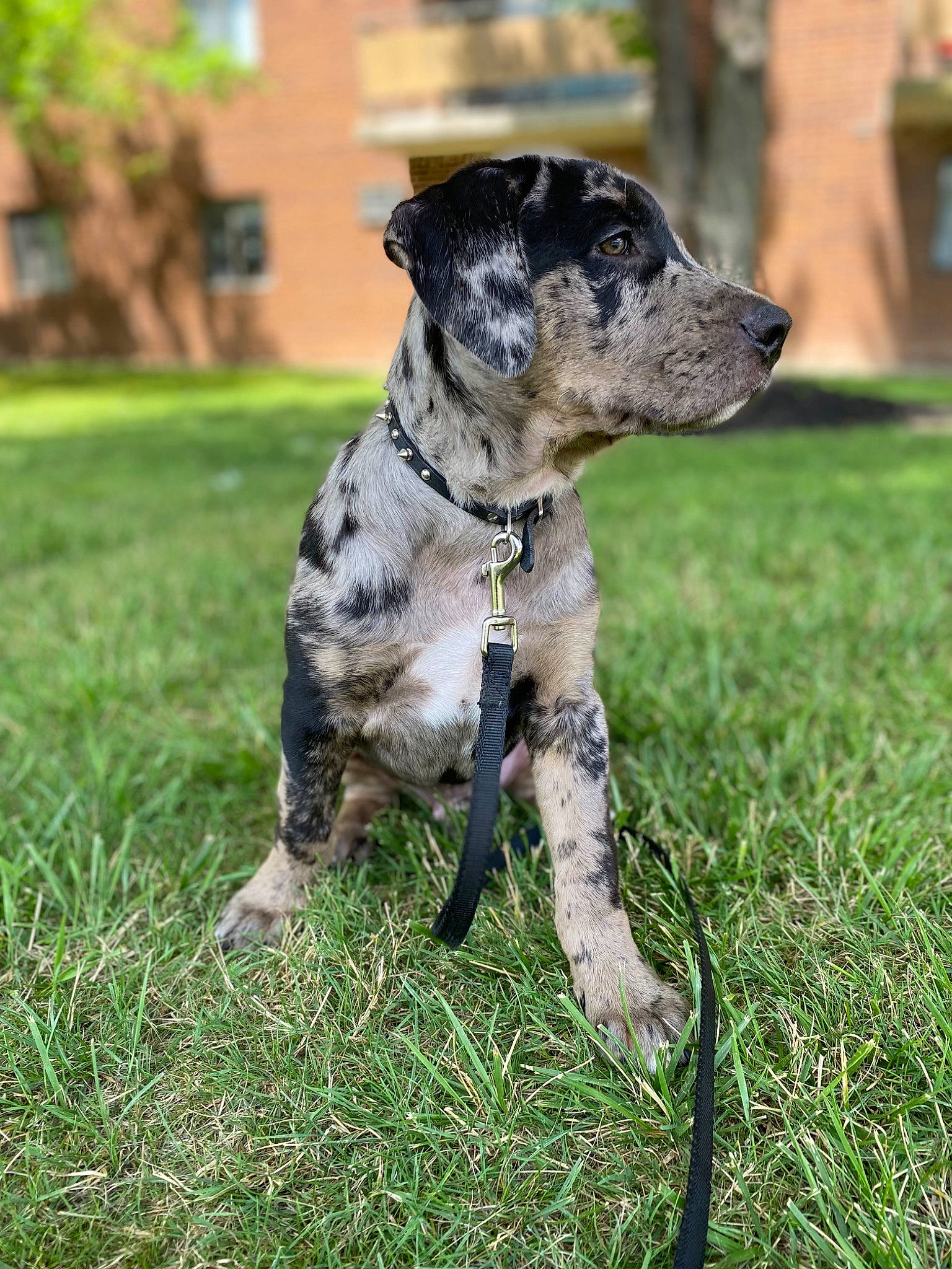 Bentley is registered to the contest to win money with this photo: australian_cattle_dog, carnivore, collar, companion_dog, dog, dog_breed, dog_collar, dog_supply, fawn, grass, gun_dog, leash, military_camouflage, plant, pointing_breed, snout, sporting_group, tail, tree, working_animal