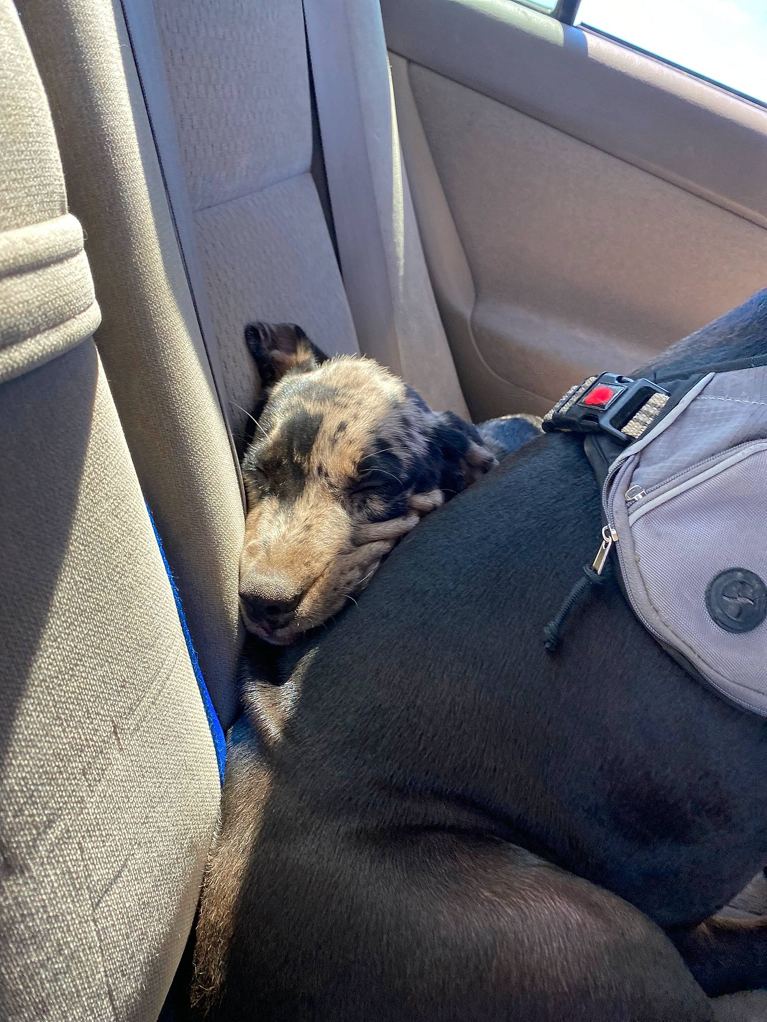 Bentley joined the competition — help win amazing prizes! auto_part, automotive_exterior, automotive_tire, car, car_seat, car_seat_cover, carnivore, comfort, companion_dog, dog, dog_breed, electric_blue, family_car, head_restraint, motor_vehicle, personal_luxury_car, tints_and_shades, vehicle, vehicle_door, window