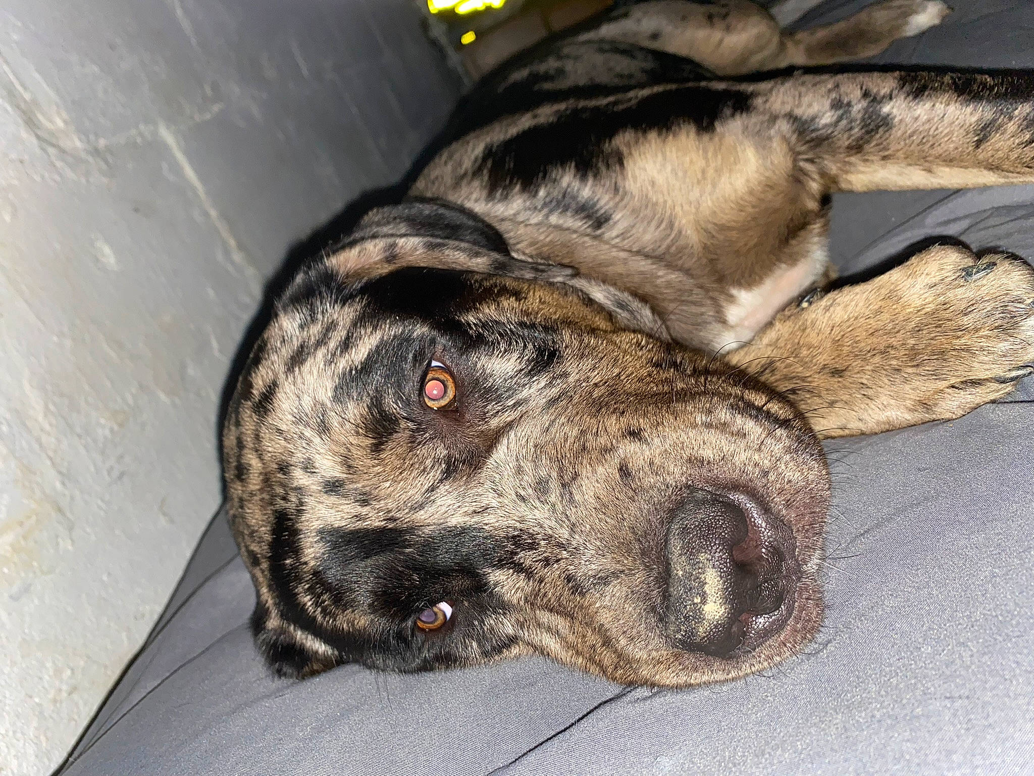 Bentley is registered to the contest to win money with this photo: canidae, carnivore, companion_dog, dog, dog_breed, fur, guard_dog, non_sporting_group, paw, snout, terrestrial_animal, treeing_tennessee_brindle, whiskers, working_animal, working_dog