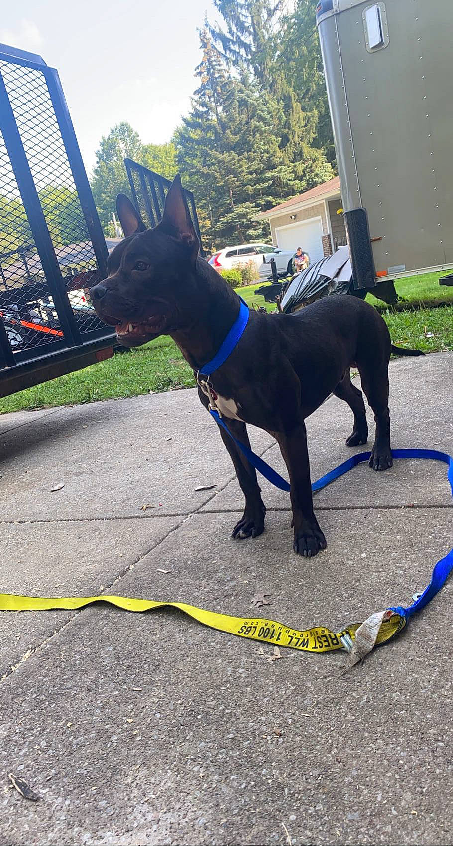 Dante is registered to the contest to win money with this photo: canidae, carnivore, collar, companion_dog, dog, dog_breed, dog_collar, dog_supply, electric_blue, fawn, grass, leash, pet_supply, plant, sky, snout, sporting_group, tail, tree, working_animal