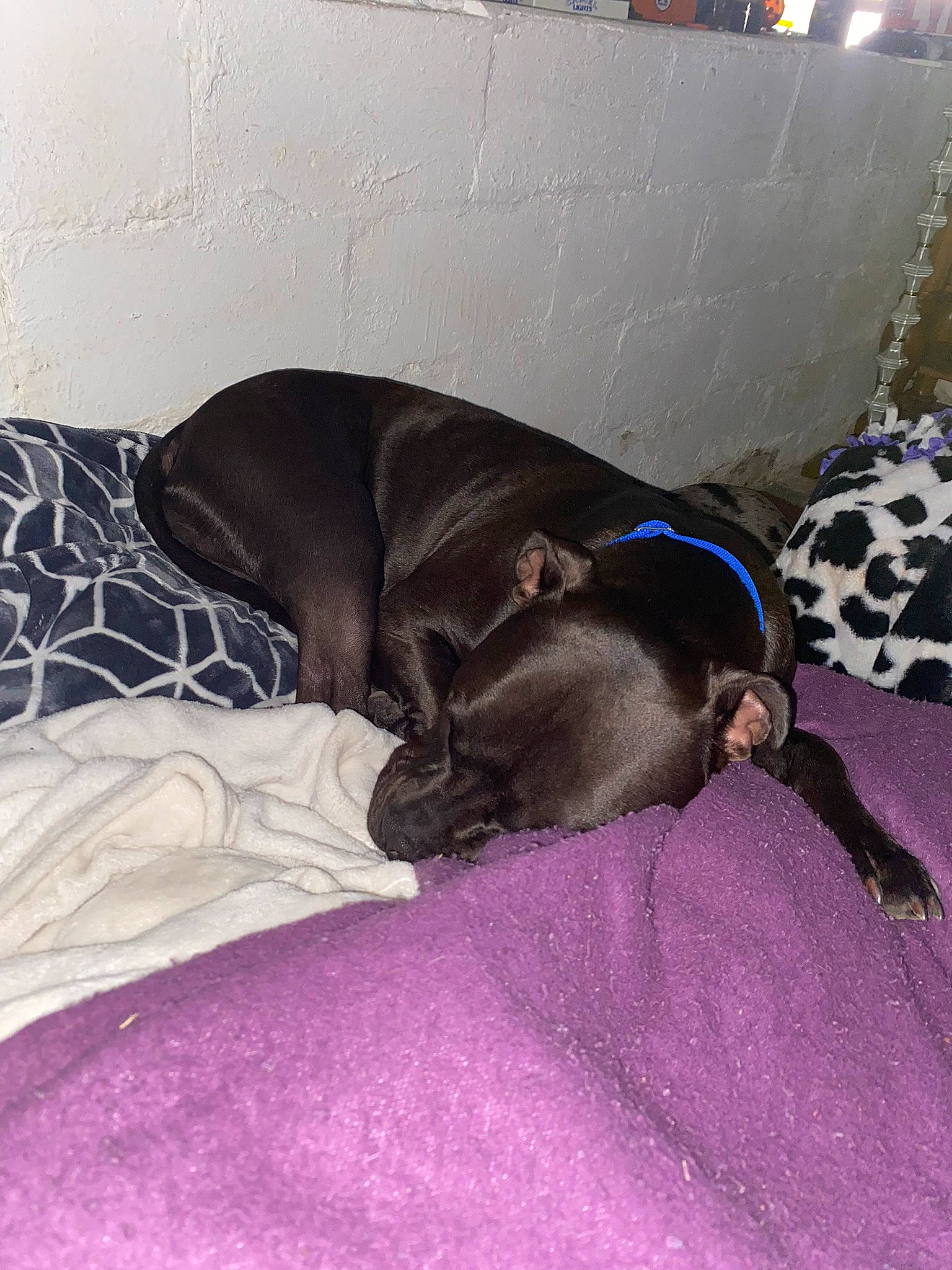 Dante joined the competition — help win amazing prizes! borador, carnivore, comfort, companion_dog, dog, dog_breed, dog_supply, fawn, flooring, fur, grey, guard_dog, linens, liver, nap, pet_supply, sporting_group, tail, terrestrial_animal, working_animal