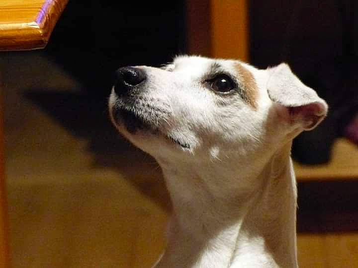 Dakota participe au concours pour gagner de l'argent avec cette photo : box, canidae, carnivore, companion_dog, dog, dog_breed, fawn, fur, hardwood, non_sporting_group, snout, sporting_group, terrestrial_animal, whiskers, wood, working_animal