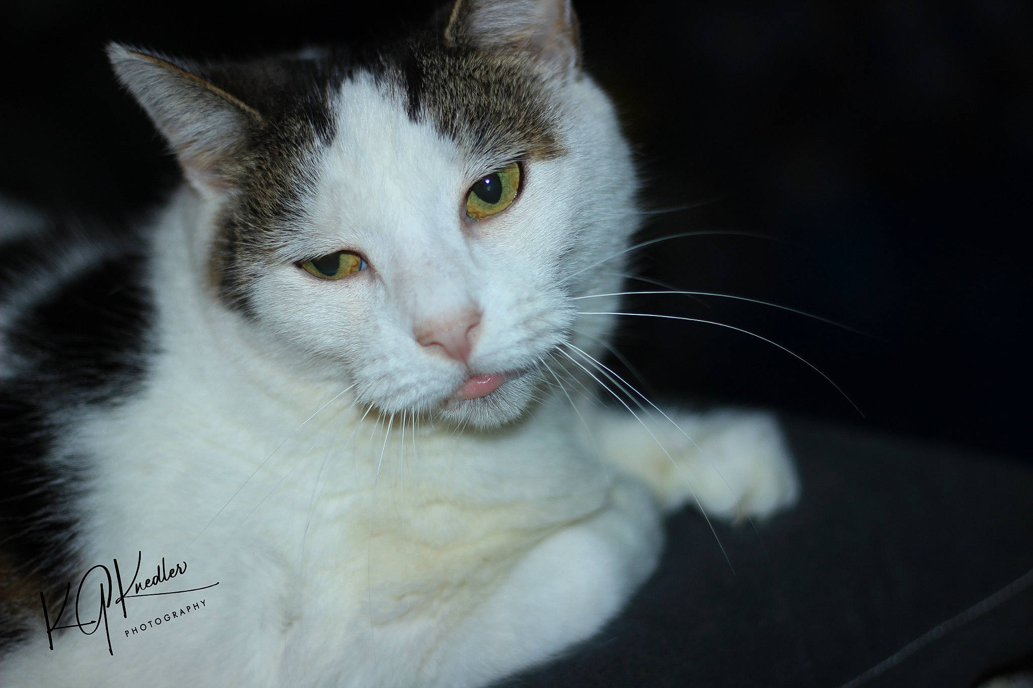 Mama Raquel joined the competition — help win amazing prizes! carnivore, cat, claw, domestic_short_haired_cat, eye, felidae, fur, paw, small_to_medium_sized_cats, snout, tail, whiskers