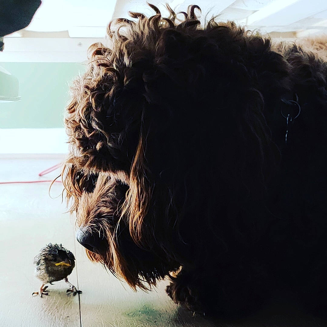 Luna joined the competition — help win amazing prizes! bird, canidae, carnivore, claw, companion_dog, dog, dog_breed, feather, flooring, fur, glass, perching_bird, shadow, snout, sporting_group, tail, terrier, tints_and_shades, toy_dog, wing
