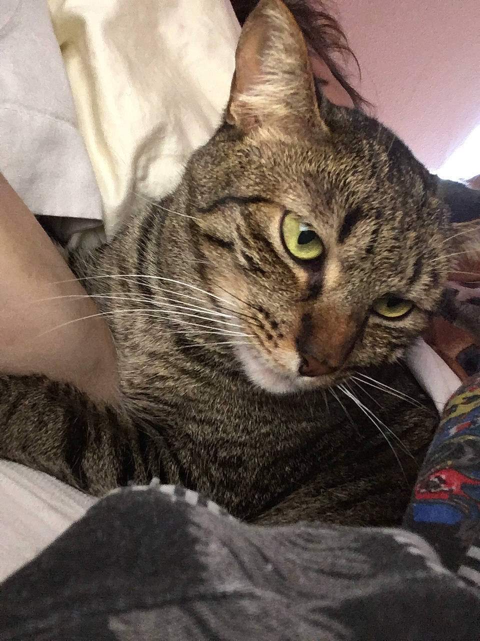 Tigger is registered to the contest to win money with this photo: aegean_cat, american_shorthair, asian, australian_mist, california_spangled, carnivore, cat, chausie, domestic_short_haired_cat, dragon_li, egyptian_mau, european_shorthair, felidae, mammal, ocicat, pixie_bob, small_to_medium_sized_cats, tabby_cat, toyger, whiskers