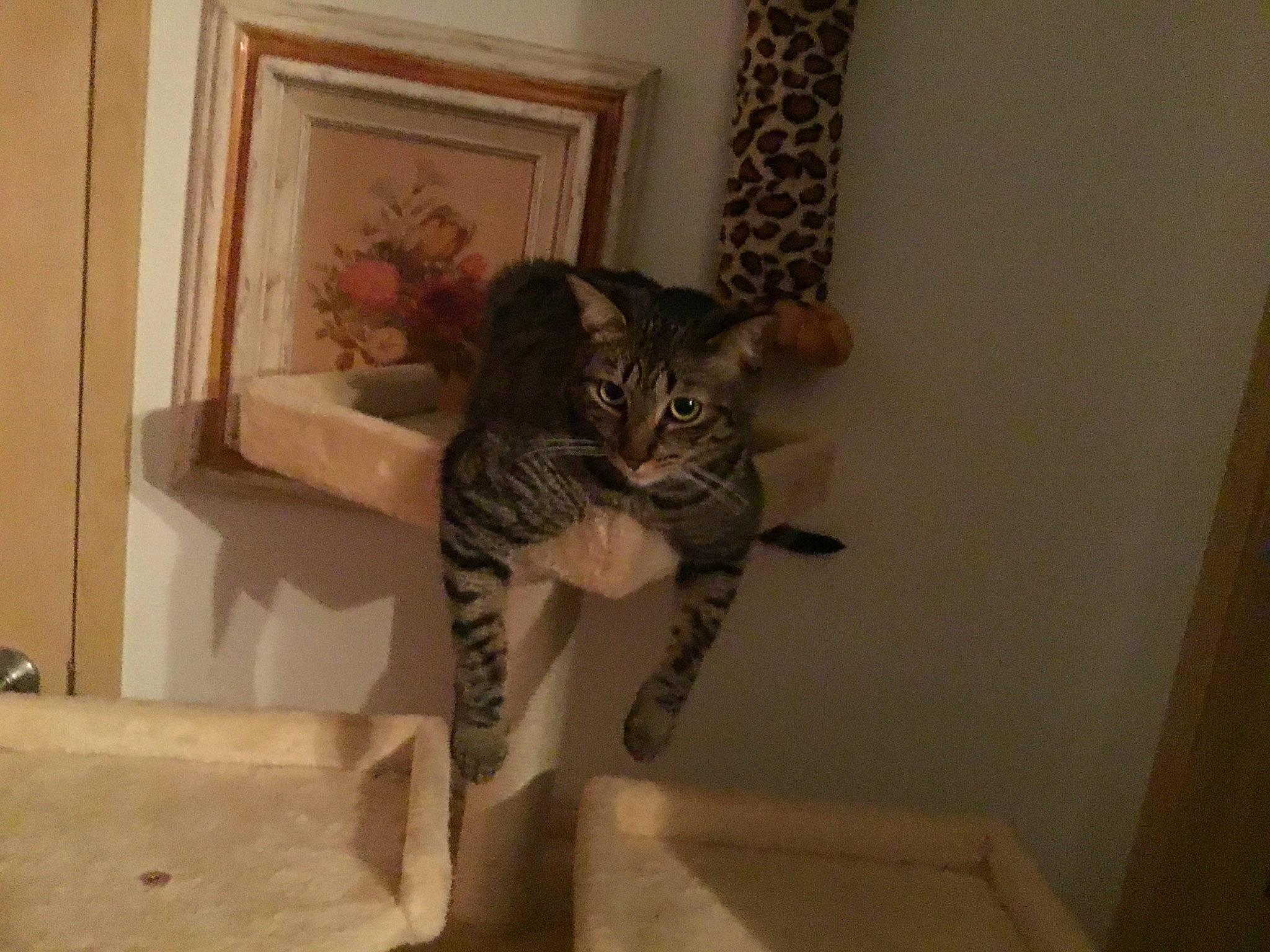 Tigger joined the competition — help win amazing prizes! asian, bengal, carnivore, cat, domestic_short_haired_cat, dragon_li, egyptian_mau, european_shorthair, felidae, mammal, ocicat, pixie_bob, room, savannah, small_to_medium_sized_cats, sokoke, tabby_cat, tail, toyger, whiskers