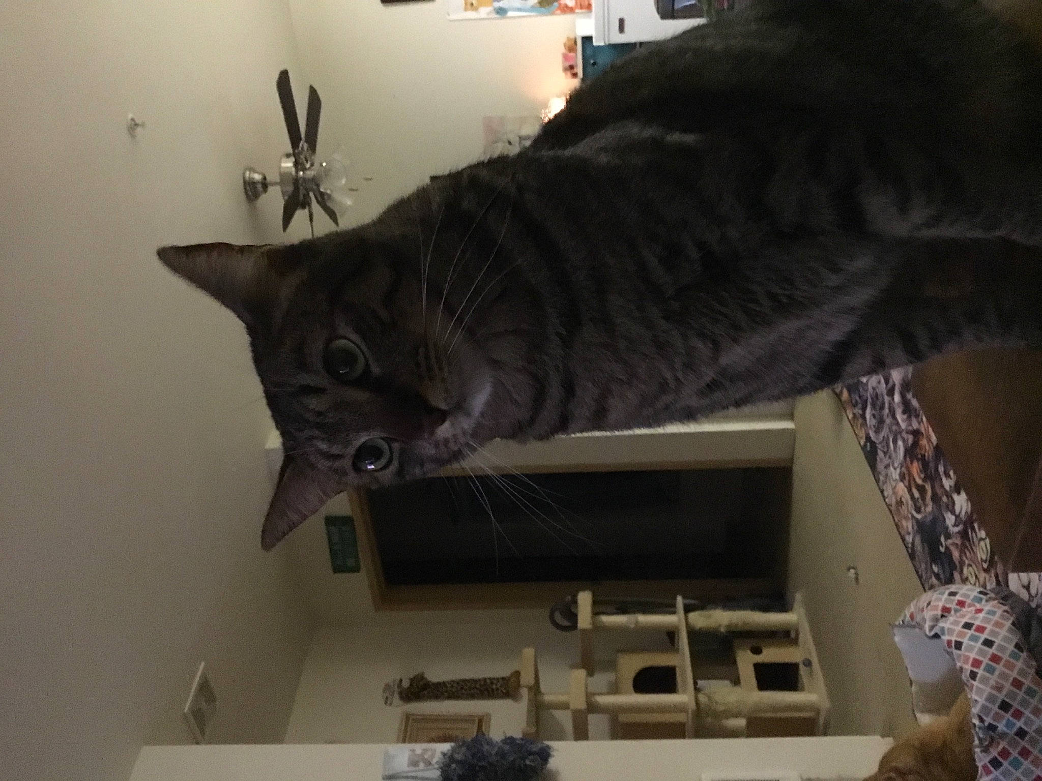 Tigger joined the competition — help win amazing prizes! carnivore, cat, domestic_short_haired_cat, european_shorthair, felidae, room, russian_blue, small_to_medium_sized_cats, whiskers