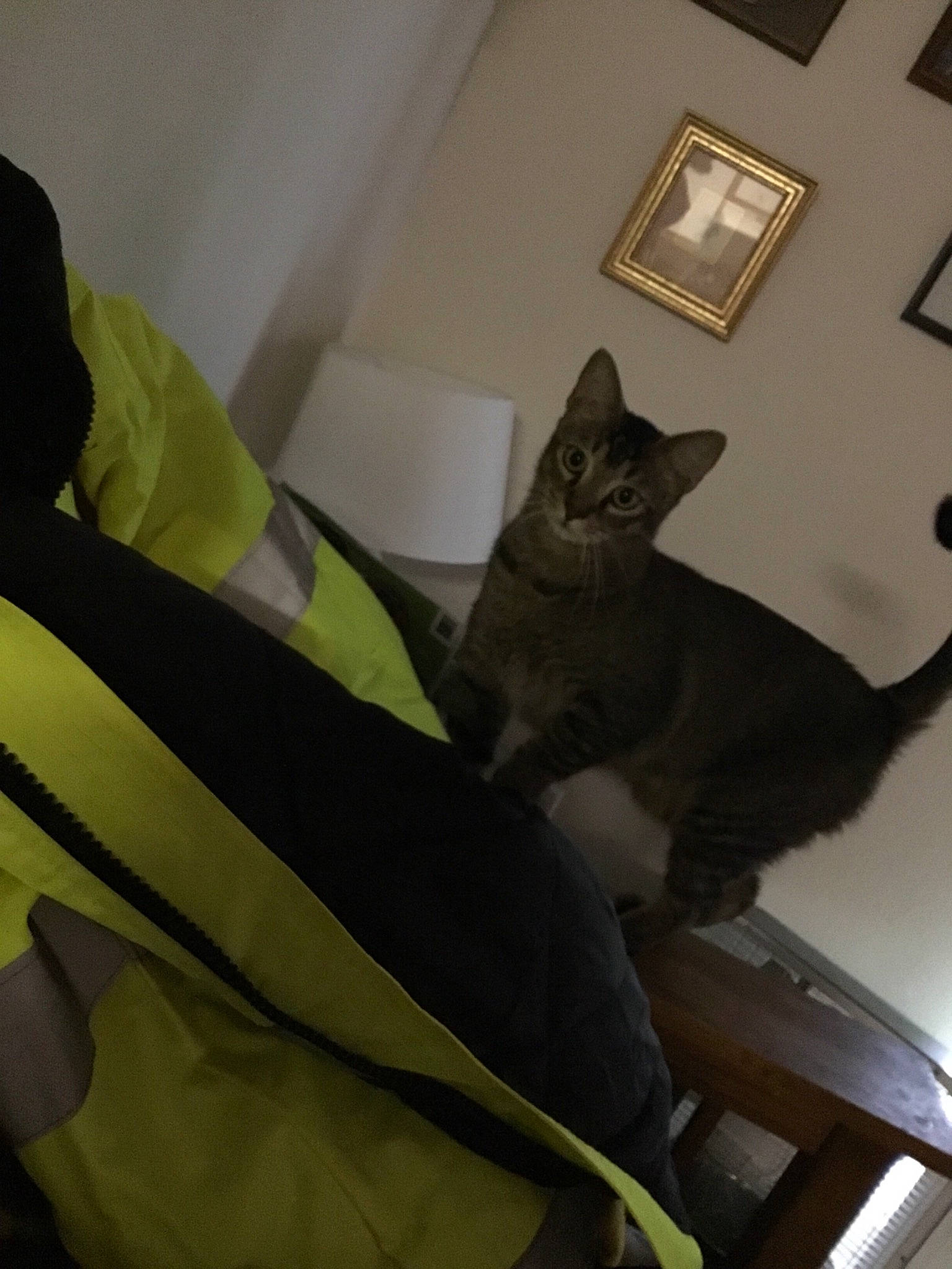 Fred joined the competition — help win amazing prizes! carnivore, cat, comfort, felidae, kitten, russian_blue, small_to_medium_sized_cats, whiskers