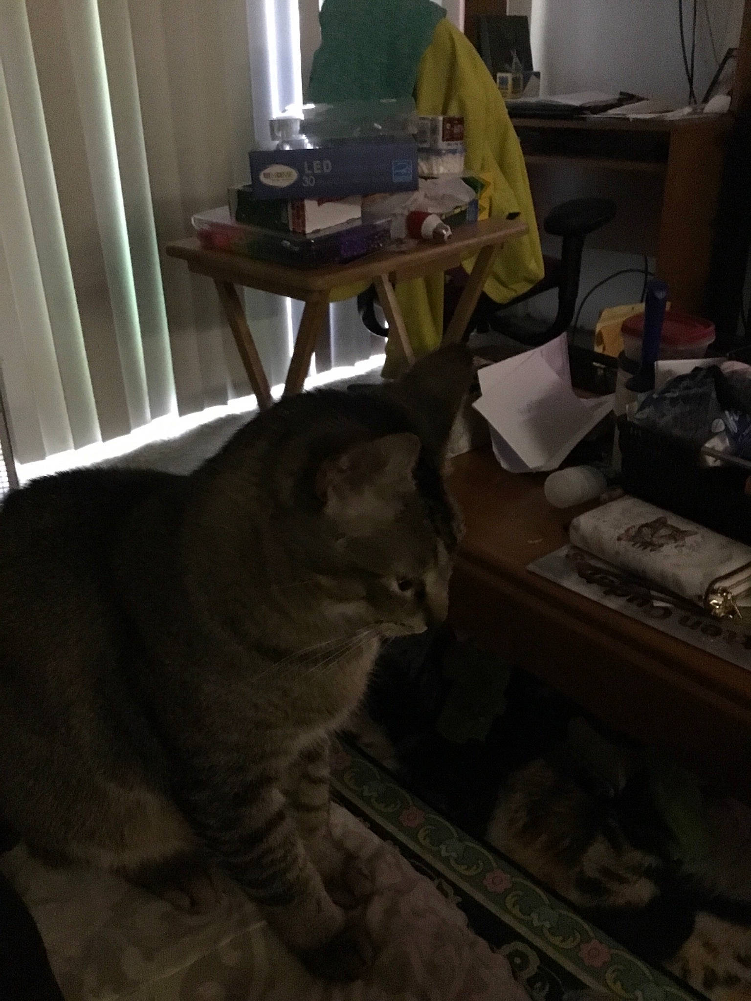 Fred joined the competition — help win amazing prizes! asian, carnivore, cat, felidae, floor, flooring, hardwood, room, small_to_medium_sized_cats, whiskers